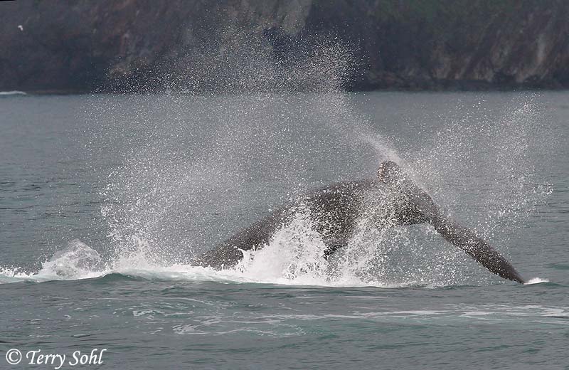 Humpback Whale - Megaptera novaeangliae