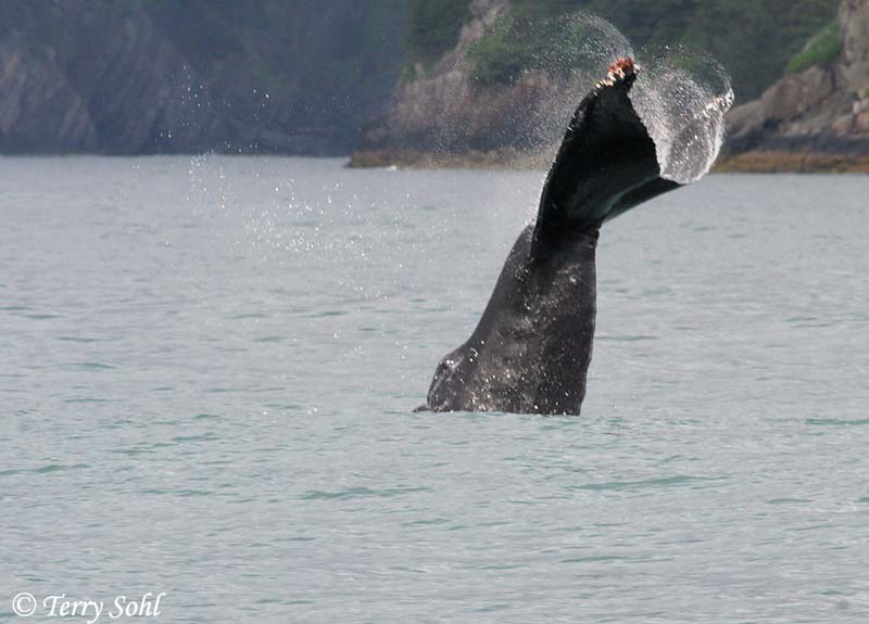 Humpback Whale - Megaptera novaeangliae
