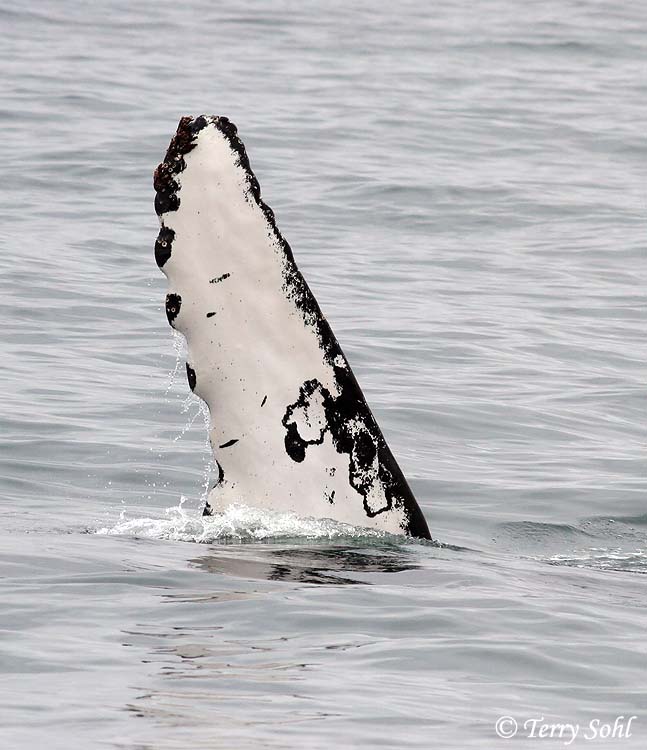 Humpback Whale - Megaptera novaeangliae