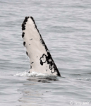 Humpback Whale - Megaptera novaeangliae