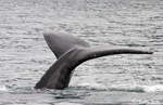 Humpback Whale - Megaptera novaeangliae