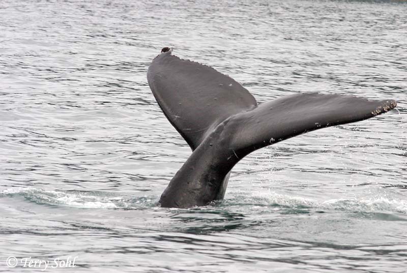 Humpback Whale - Megaptera novaeangliae