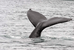 Humpback Whale - Megaptera novaeangliae