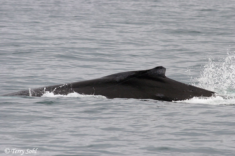Humpback Whale - Megaptera novaeangliae
