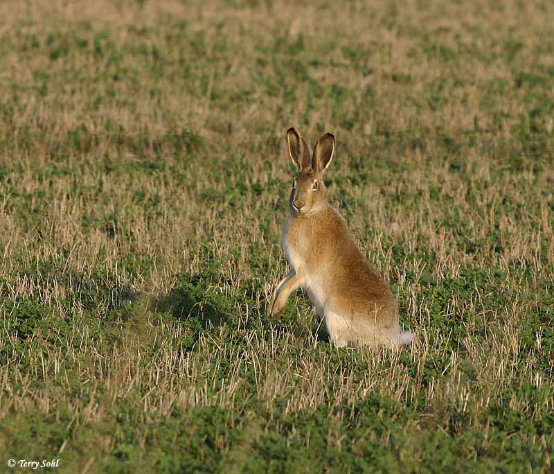White-tailed Jackrabbit - Lepus townsendii