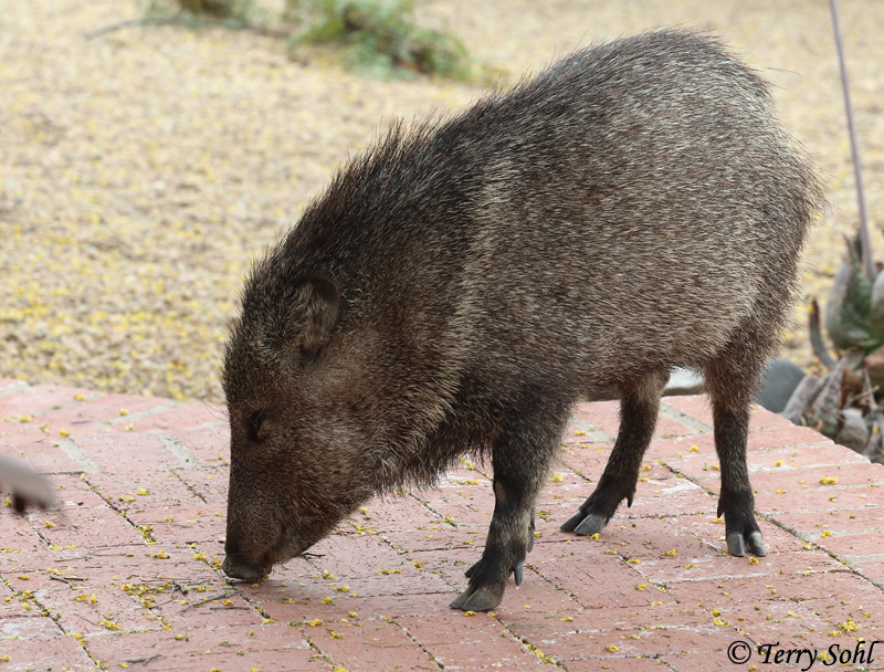 Javelina (Peccary) - Tayassu tajacu