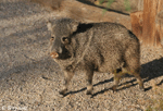 Javelina (Peccary) - Tayassu tajacu