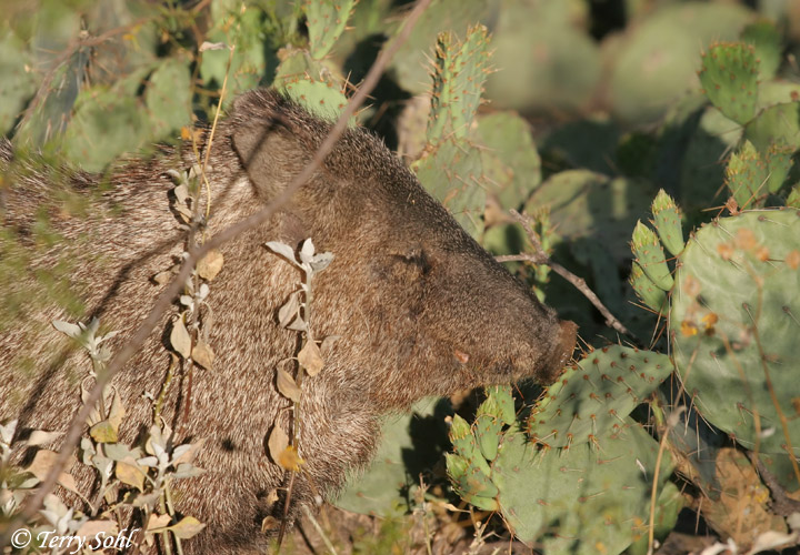 Javelina (Peccary) - Tayassu tajacu