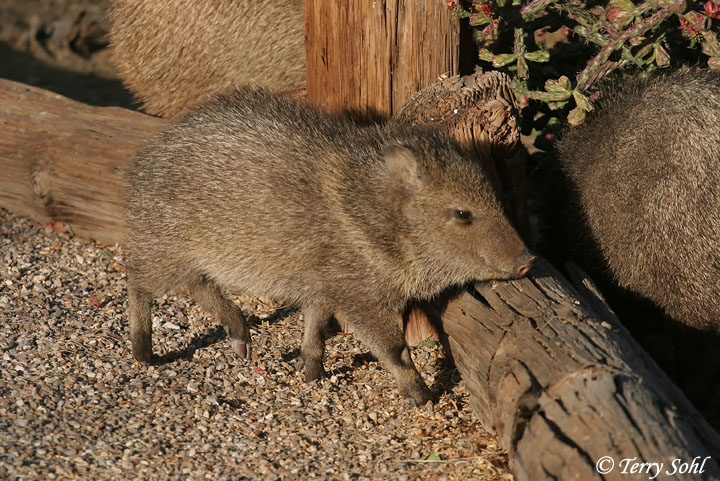 Javelina (Peccary) - Tayassu tajacu