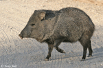 Javelina (Peccary) - Tayassu tajacu