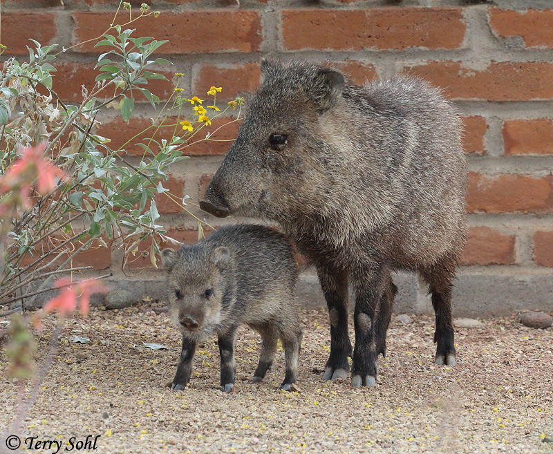 This photo of a mother Javelina and young was taken on April 19th, 2014 on ...