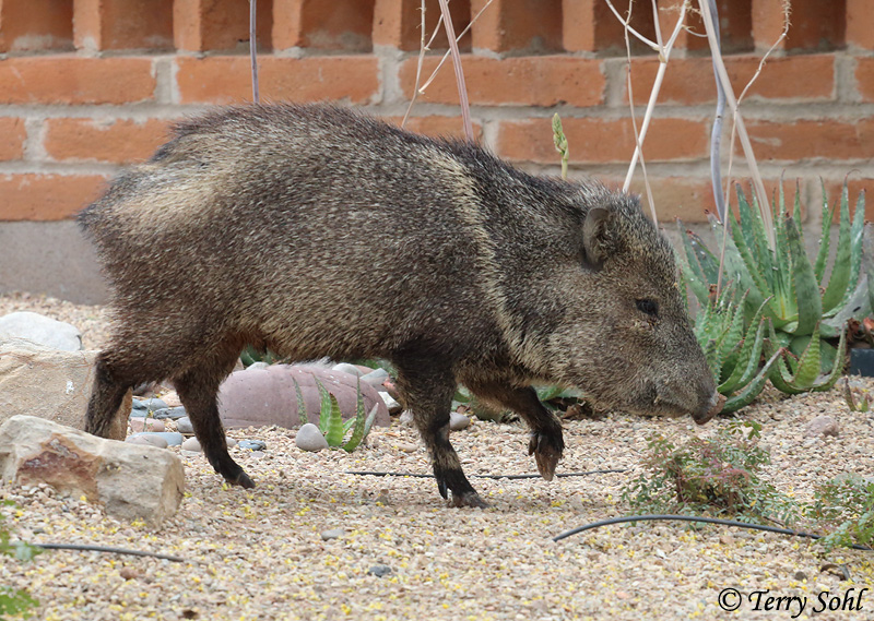 Javelina (Peccary) Photo Photograph Picture