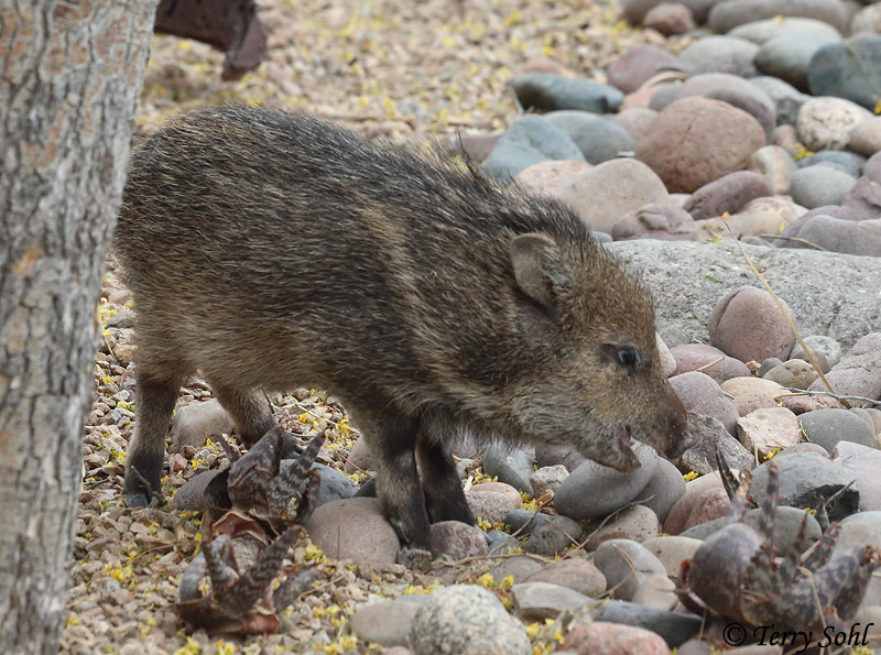 Javelina (Peccary) Photo Photograph Picture