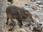 Javelina (Peccary) - Tayassu tajacu