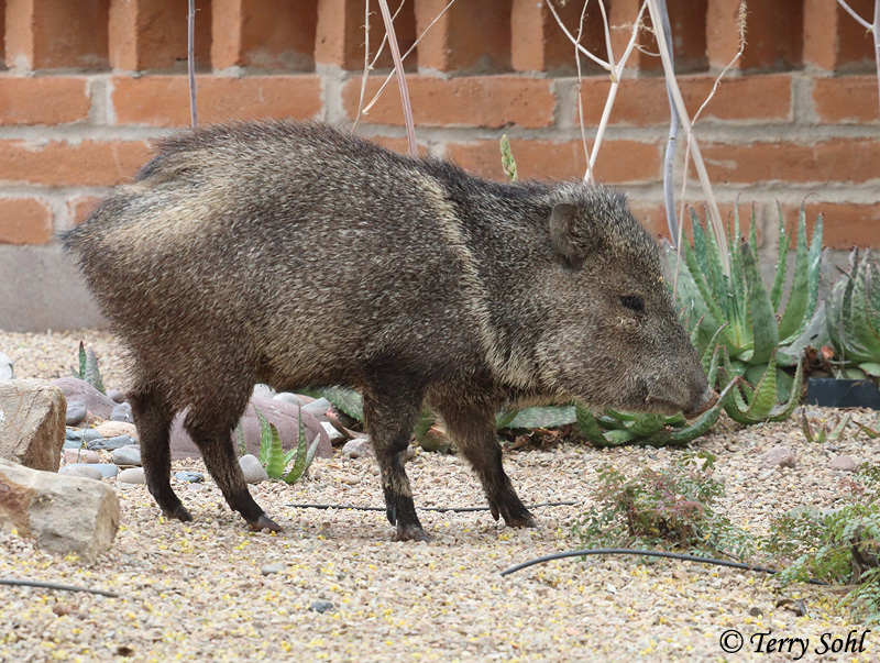 Javelina (Peccary) - Tayassu tajacu