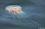 Lion's Mane Jellyfish