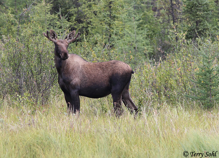 Moose - Alces alces
