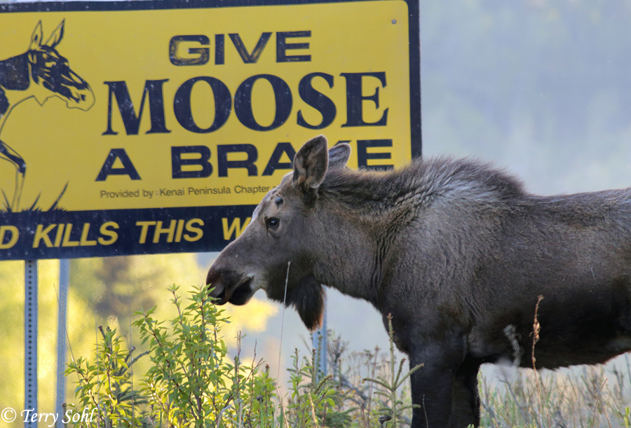 Moose - Alces alces