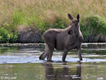 Moose - Alces alces