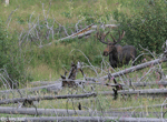 Moose - Alces alces
