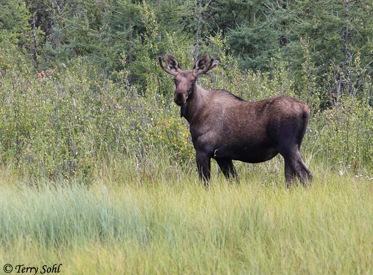 Moose - Alces alces