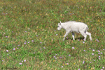 Mountain Goat - Oreamnos americanus