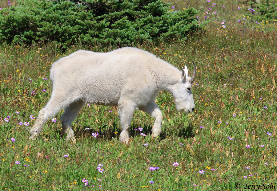 Mountain Goat - Oreamnos americanus