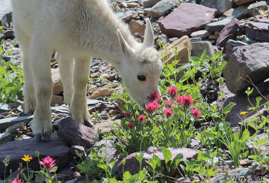 Mountain Goat - Oreamnos americanus