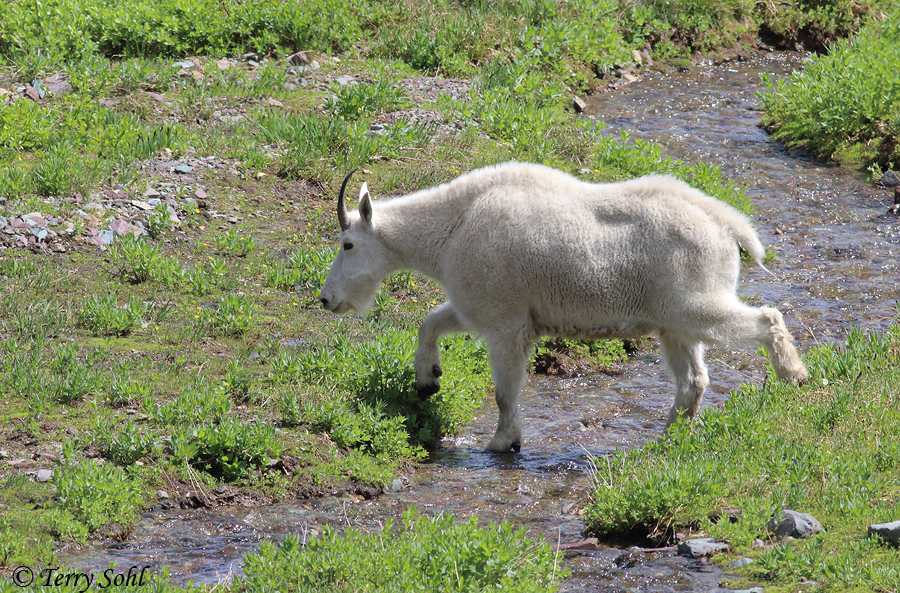 Mountain Goat - Oreamnos americanus