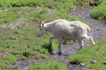 Mountain Goat - Oreamnos americanus