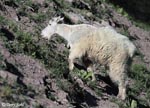 Mountain Goat - Oreamnos americanus