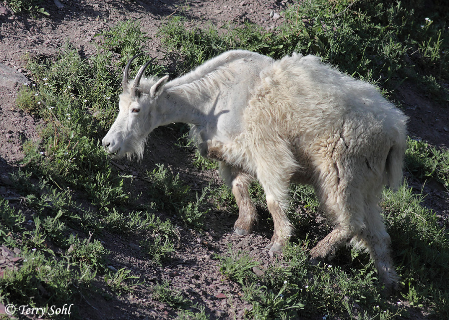 Mountain Goat - Oreamnos americanus