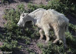 Mountain Goat - Oreamnos americanus