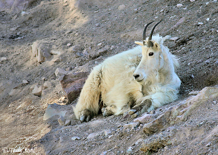 Mountain Goat - Oreamnos americanus