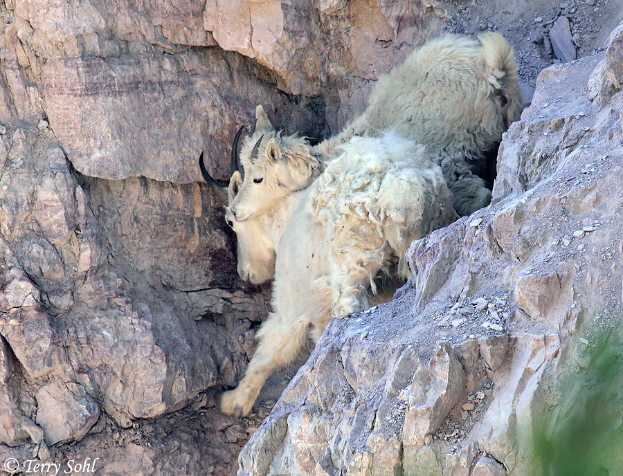 Mountain Goat - Oreamnos americanus