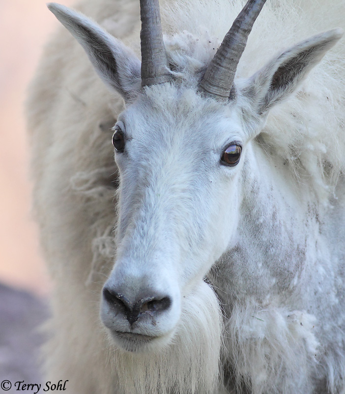 Mountain Goat - Oreamnos americanus