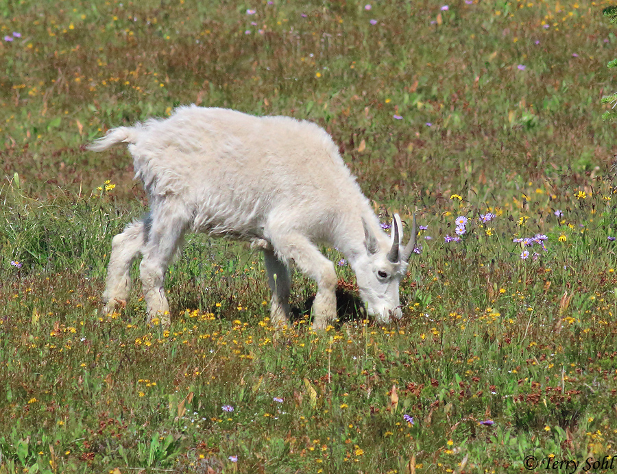 Mountain Goat - Oreamnos americanus