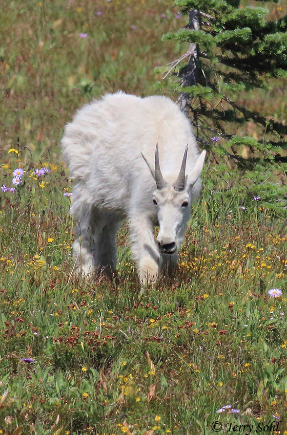 Mountain Goat - Oreamnos americanus