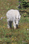 Mountain Goat - Oreamnos americanus