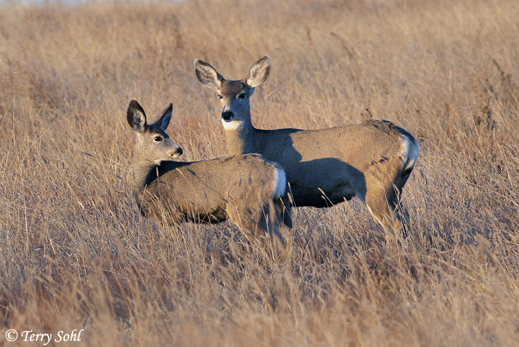 Mule Deer - Odocoileus hemionus