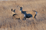 Mule Deer - Odocoileus hemionus