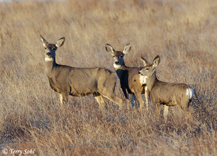 Mule Deer - Odocoileus hemionus