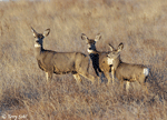 Mule Deer - Odocoileus hemionus