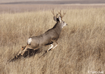 Mule Deer - Odocoileus hemionus