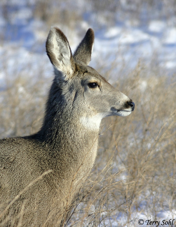 Mule Deer - Odocoileus hemionus