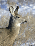 Mule Deer - Odocoileus hemionus