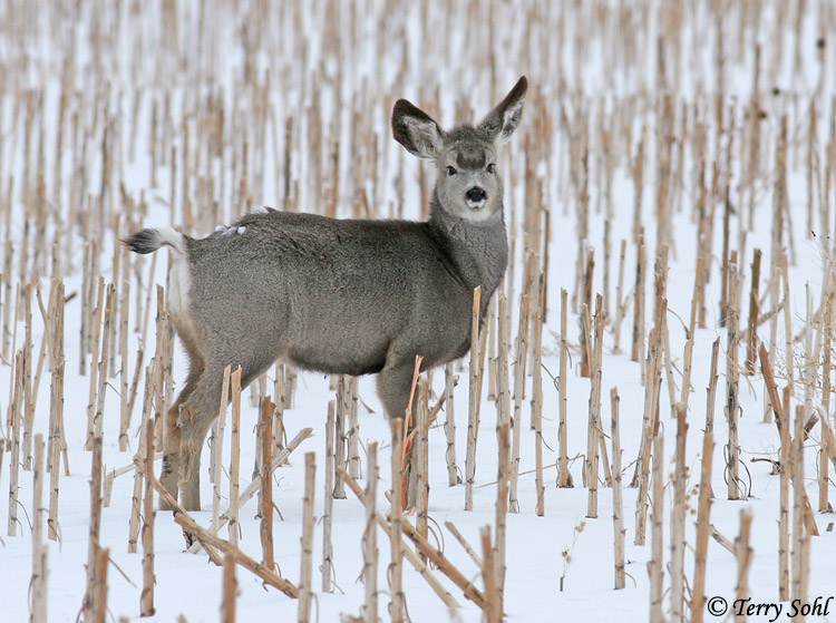 Mule Deer - Odocoileus hemionus