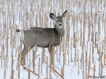 Mule Deer - Odocoileus hemionus