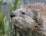 Muskrat - Ondatra zibethicus