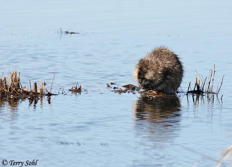Muskrat Photos Photographs Pictures